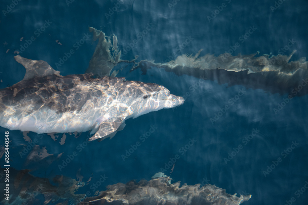 Fototapeta premium Cute wild bottlenose dolphin looking at the camera and smiling