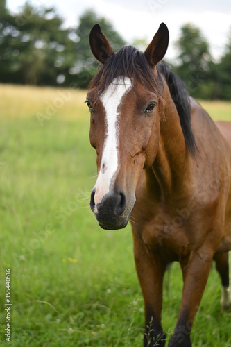Horse portrait on the pasture  nature  meadow  farm  wild. Beautiful brown horse