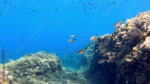 Scuba diving in a Mediterranea nsea reef - Underwater landscape photo