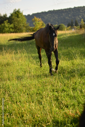 Black horse walking on the field. Free happy natural sport horse chill on the meadow. © Anna