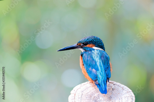 The Common Kingfisher (Alcedo atthis),Eurasian Kingfisher or river Kingfisher.