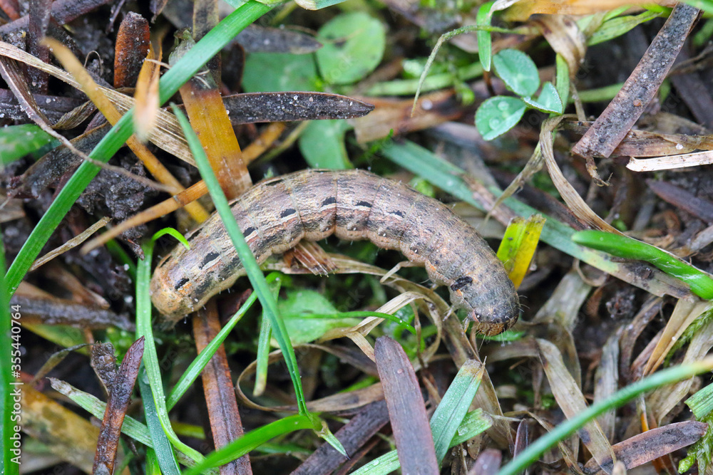 Caterpillars of the large yellow underwing (Noctua pronuba). It is a moth from the family owlet moths Noctuidae. Caterpillars of this species are pests of most crops. Caterpillars of the large yellow underwing (Noctua pronuba). It is a moth from the family owlet moths Noctuidae. Caterpillars of this species are pests of most crops.