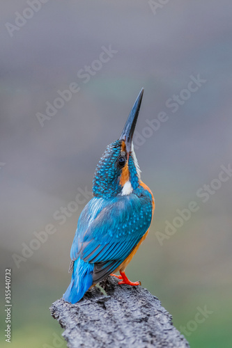 Common Kingfisher (Alcedo atthis)