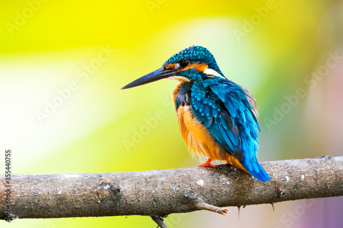 Common Kingfisher (Alcedo atthis)