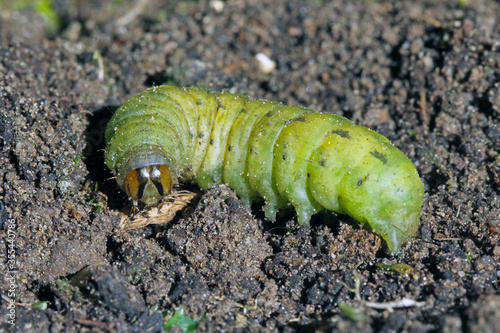Caterpillars of the large yellow underwing (Noctua pronuba). It is a moth from the family owlet moths Noctuidae. Caterpillars of this species are pests of most crops. photo
