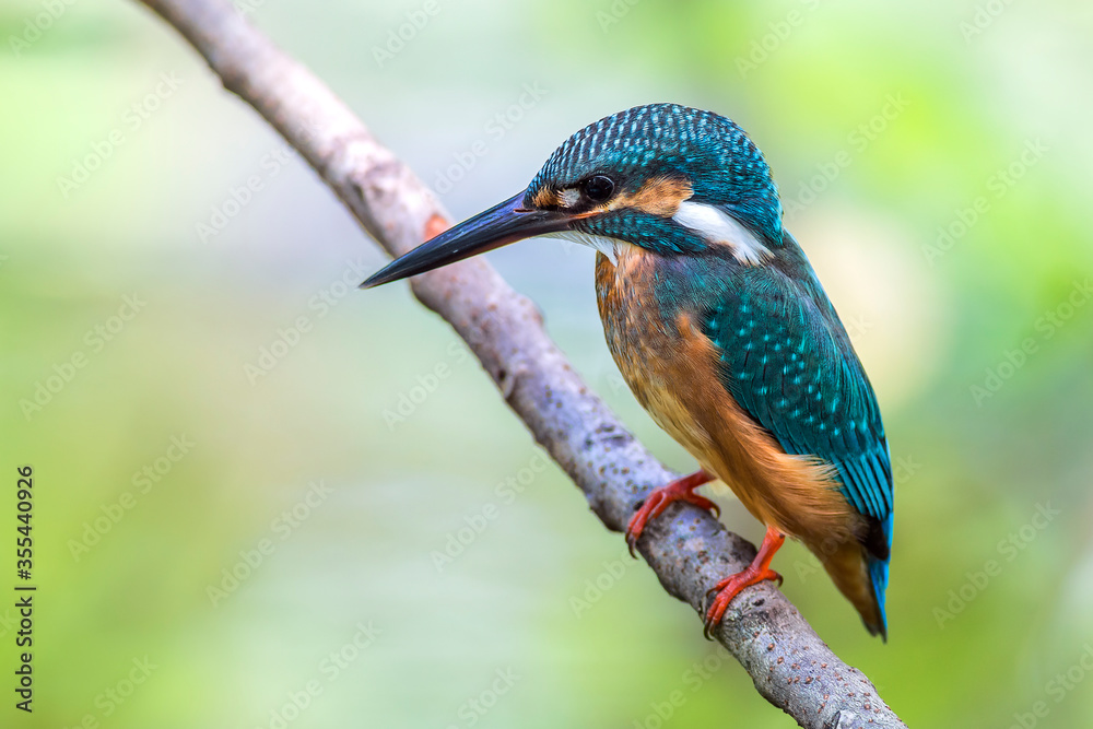 Fototapeta premium Common Kingfisher (Alcedo atthis)