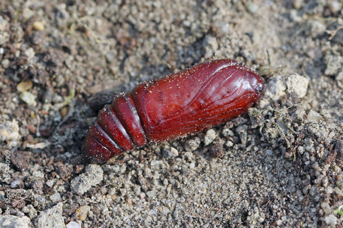 Pupa of the large yellow underwing (Noctua pronuba). It is a moth from the family owlet moths Noctuidae. Caterpillars of this species are pests of most crops.