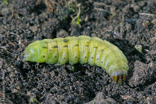 Caterpillars of the large yellow underwing (Noctua pronuba). It is a moth from the family owlet moths Noctuidae. Caterpillars of this species are pests of most crops. photo