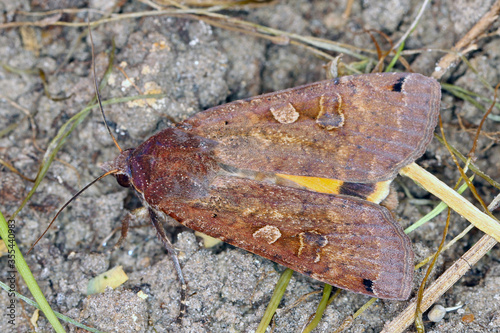 The large yellow underwing (Noctua pronuba) is a moth from the family owlet moths Noctuidae. Caterpillars of this species are pests of most crops. photo