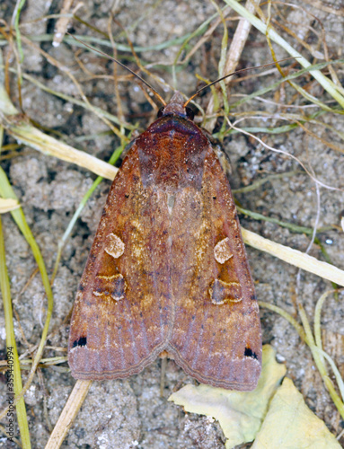 The large yellow underwing (Noctua pronuba) is a moth from the family owlet moths Noctuidae. Caterpillars of this species are pests of most crops. photo