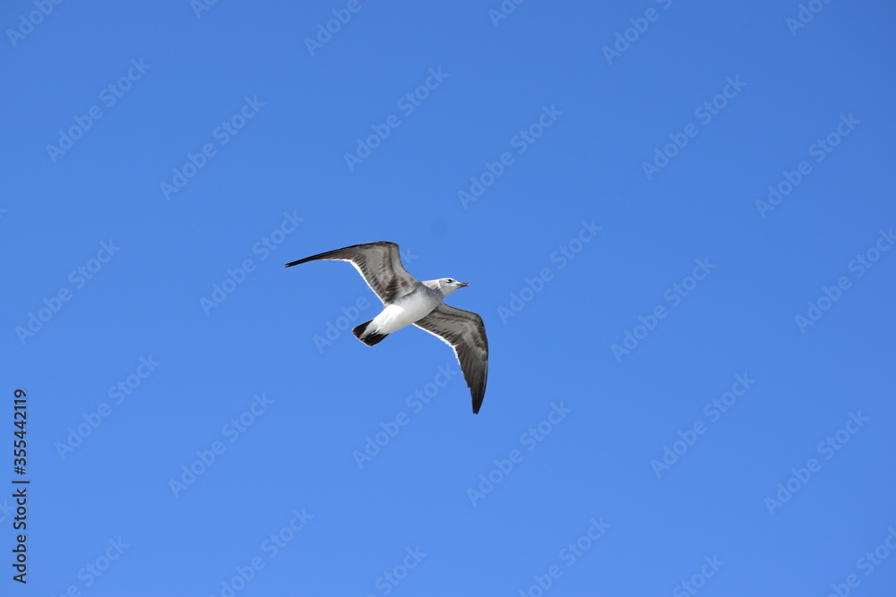 Obraz premium seagull in flight