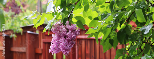 Quadro em tela lilac flowers in the garden after rain