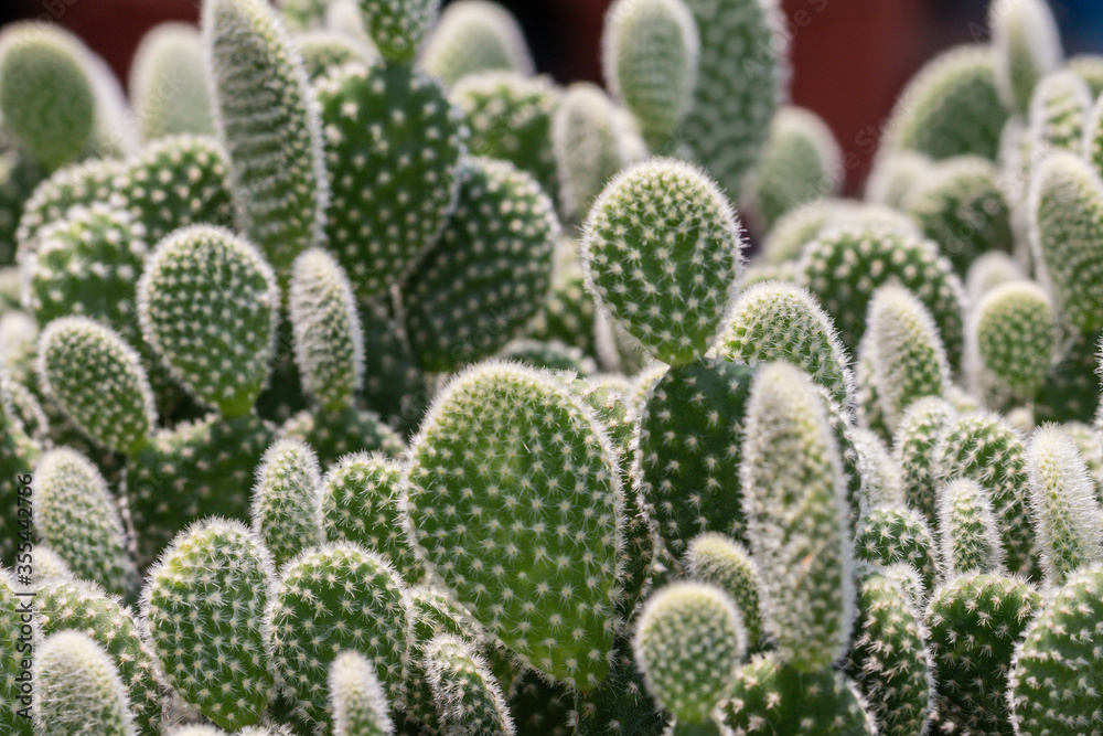 Close up Bunny ears or  Angel wings  cactus in a garden.(Opuntia microdasys)