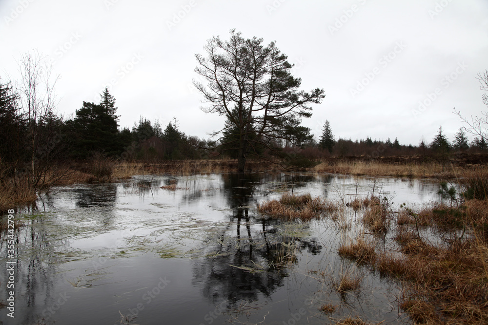 Obraz premium Ein Baum im Moor und spiegelt sich im Wasser bei regen