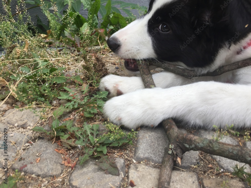 Young border collie puppy teething. Chewing on stick