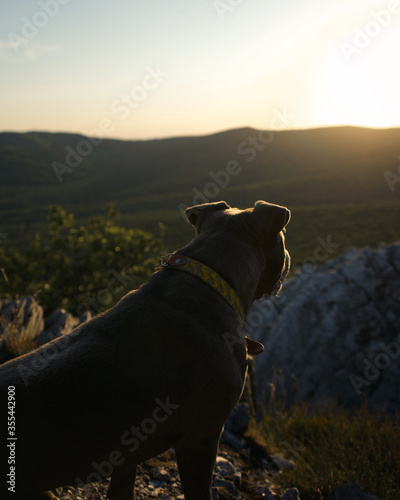 american stafforshire dog looking at sunset photo