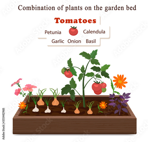 WebGrowing vegetables and plants on one bed. Tomatoes, onions, garlic, calendula flowers and petunias,basil.