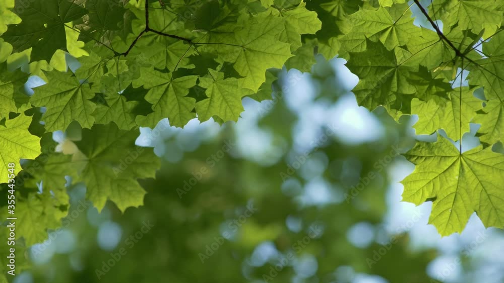 Maple green leaves background. Grenn fresh leaves on the wind. Blurred bokeh background. Summer nature concept. 4K Maple green leaves background. Grenn fresh leaves on the wind. Blurred bokeh background. Summer nature concept. 4K