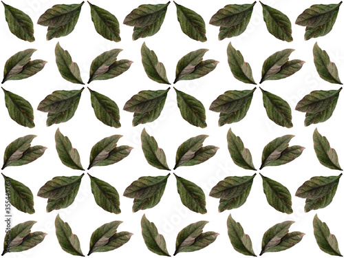 Leaves or Foliage pattern with a white background. Beautiful leaf pattern.