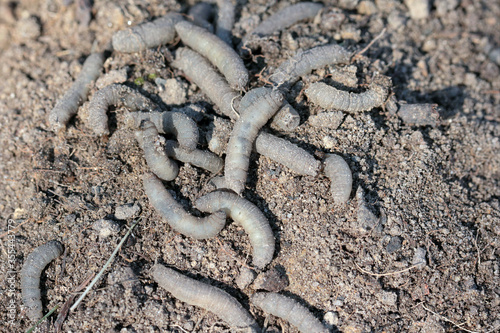 Tableau sur toile A lot of larvae Crane fly