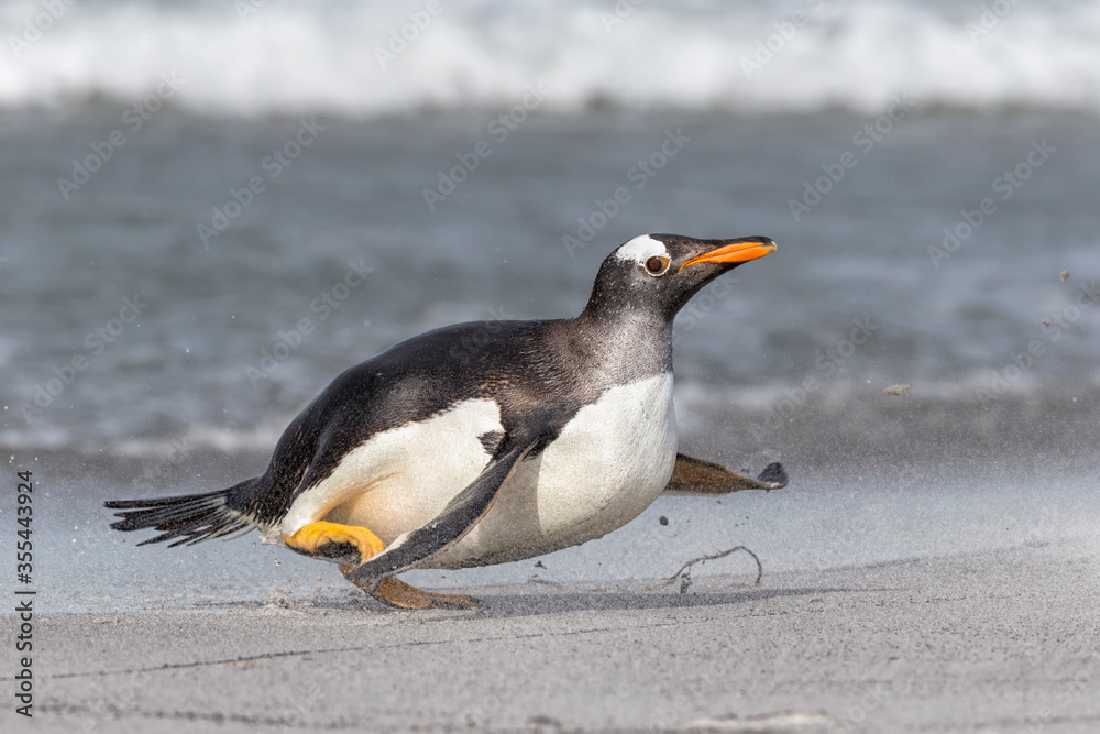 Naklejka premium Gentoo Penguin running out of the sea