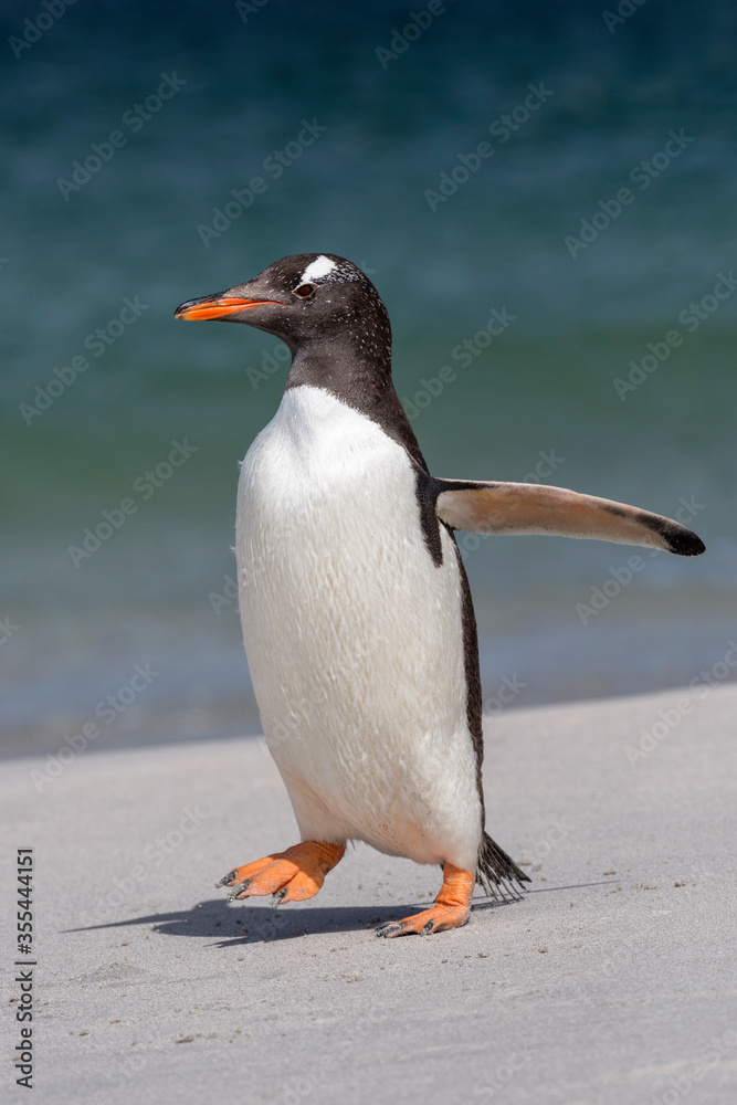 Naklejka premium Gentoo Penguin walking on beach