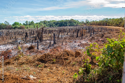 Slika na platnu Deforestation: cut trees and burnt down forest in favor of agriculture, slash an