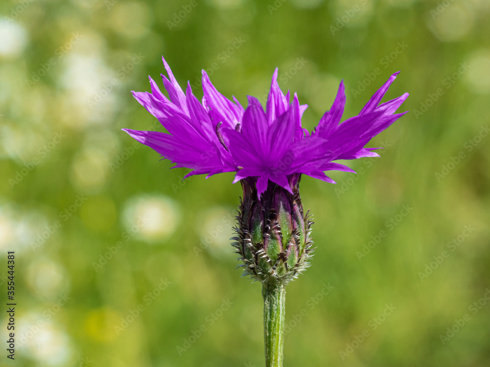 Bavarian Corn flower with green bokeh background during summer time Bavarian Corn flower with green bokeh background during summer time