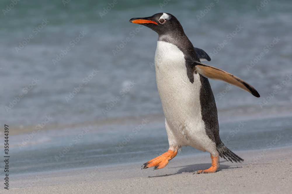 Naklejka premium Gentoo Penguin walking on beach