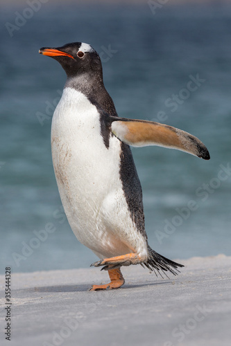 Gentoo Penguin walking on beach