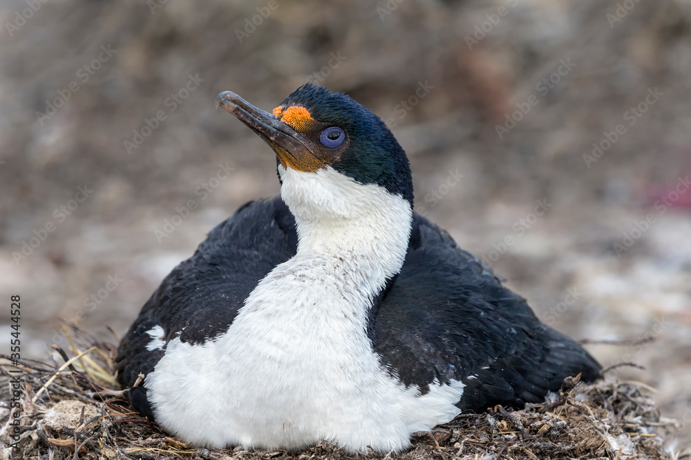 Naklejka premium King Cormorant sitting on nest