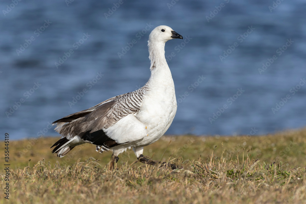 Fototapeta premium Upland Goose