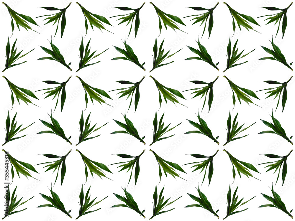 Leaves or Foliage pattern with a white background. Beautiful leaf pattern.