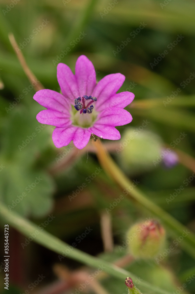 Small pink flower with a purple stamen Small pink flower with a purple stamen