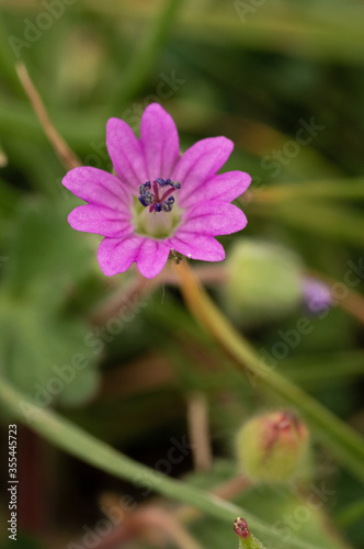 Small pink flower with a purple stamen