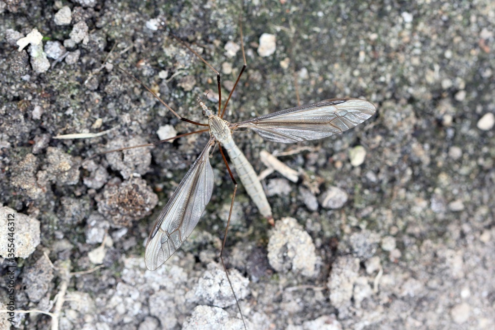 Crane fly is a common name referring to any member of the insect family Tipulidae. Larvae of this insects are significant pest of many crops in soil. Crane fly is a common name referring to any member of the insect family Tipulidae. Larvae of this insects are significant pest of many crops in soil.