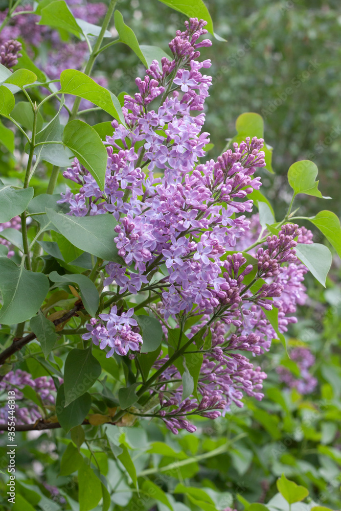 Obraz premium .Lilac in the city park 7