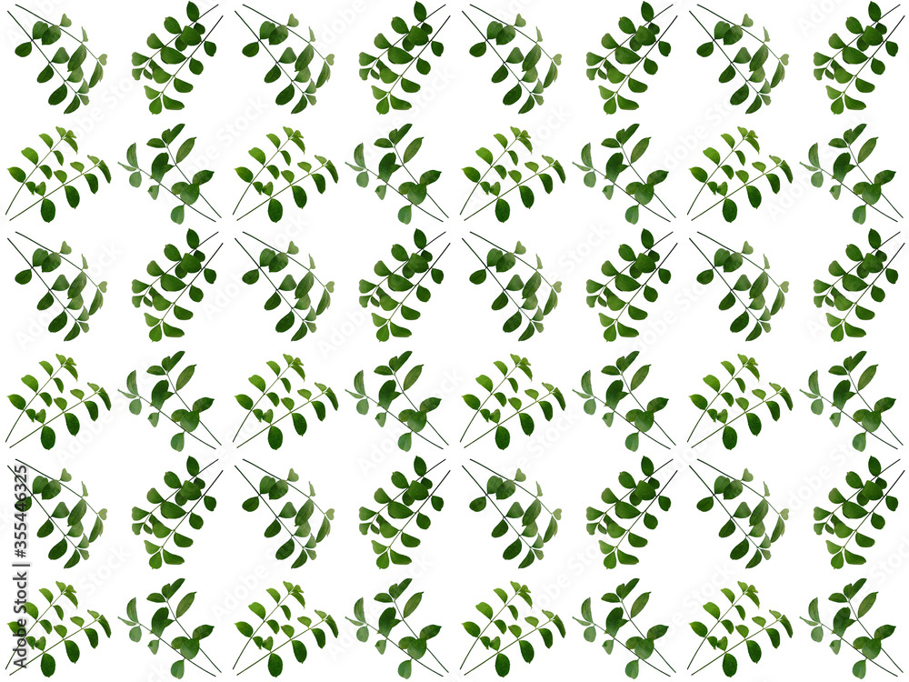 Leaves or Foliage pattern with a white background. Beautiful leaf pattern. Leaves or Foliage pattern with a white background. Beautiful leaf pattern.