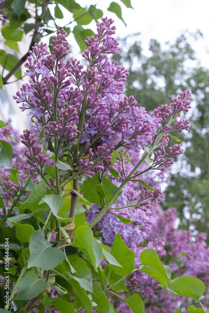 .Lilac in the city park 10 .Lilac in the city park 10