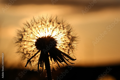 dandelion on sunset