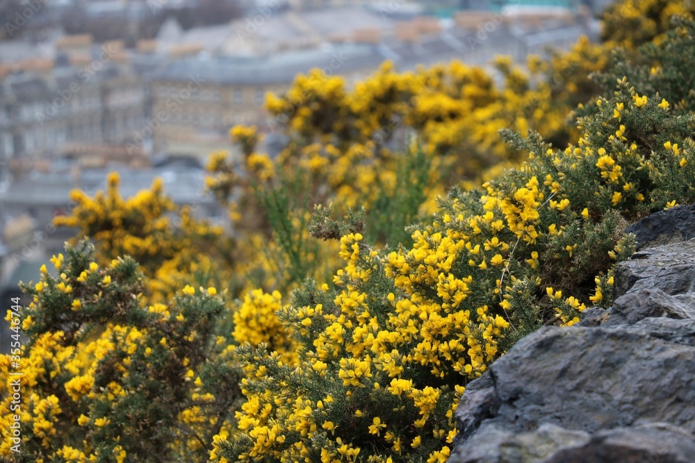 Obraz premium yellow flowers on the rocks