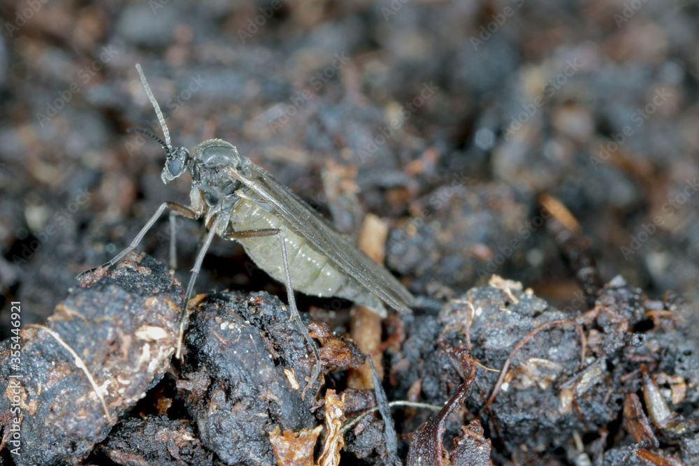Dark-winged fungus gnat, Sciaridae on the soil. These are common pests that damage plant roots Dark-winged fungus gnat, Sciaridae on the soil. These are common pests that damage plant roots