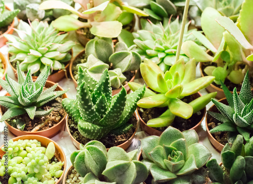 succulent plants. Small garden with miniature Succulent , echeveria. Home indoor plants