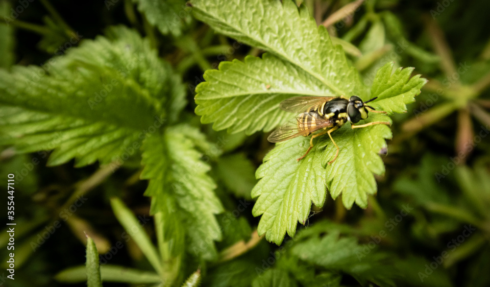 fly on leaf fly on leaf