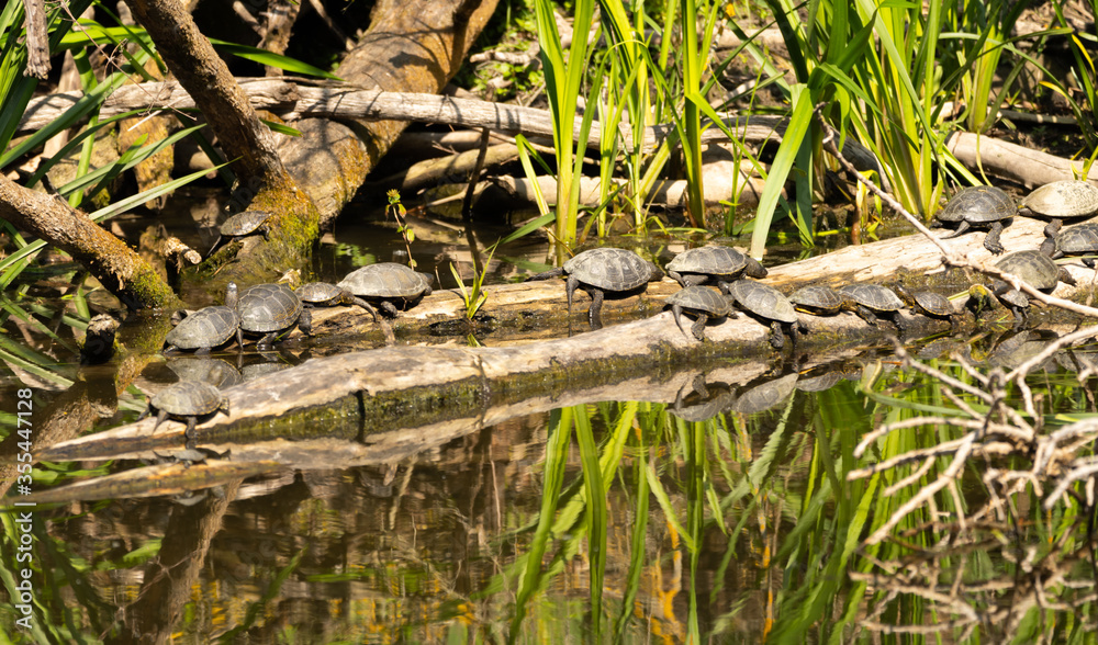 Fototapeta premium natur, green, gras, eidechse, tier, reptil, schlange, wild lebende tiere, wald, wasser, pflanze