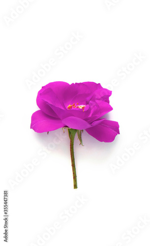 Pink Rose isolated on white