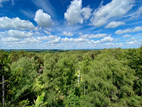 Wald mit wunderschönen Wolken