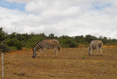 Zebras in the nature reserve in National Park South Africa