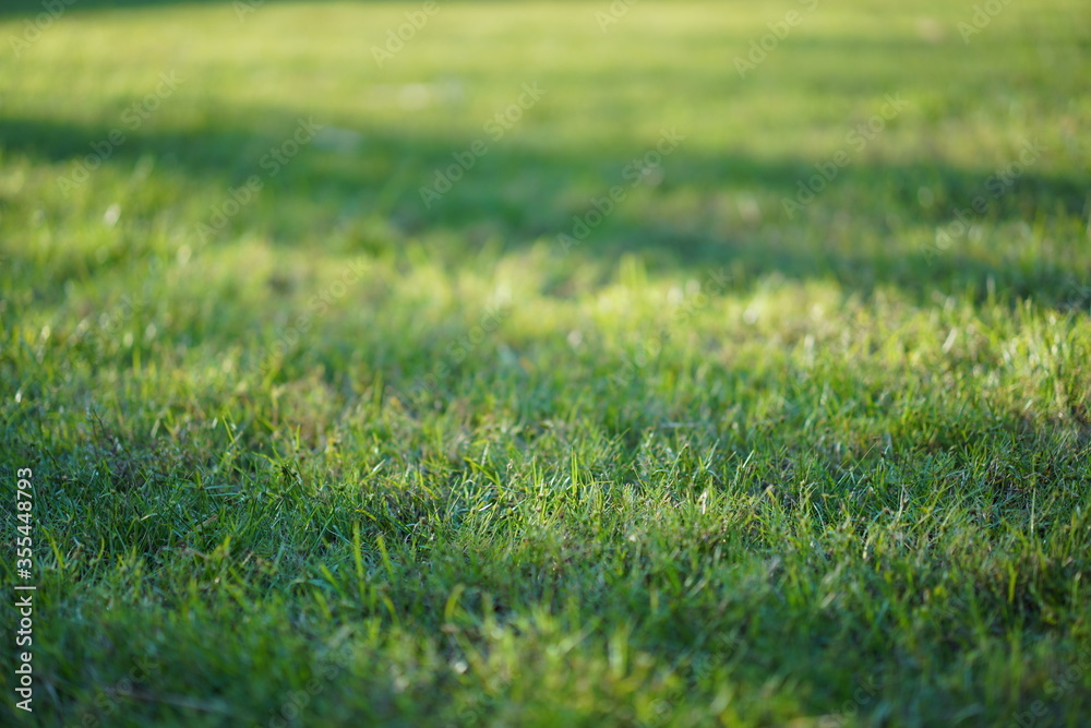 close up to grass wih the shadow shade in golden time.