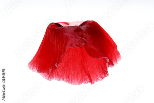 Red poppy flower in the shape of a ballet tutu on a white background. Beautiful red flower on white backdrop. 